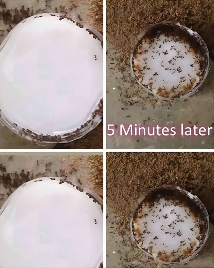 Hearty Ham Hock Soup